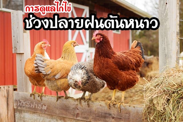 เทคนิคดูแลไก่ไข่ปลายฝนต้นหนาว